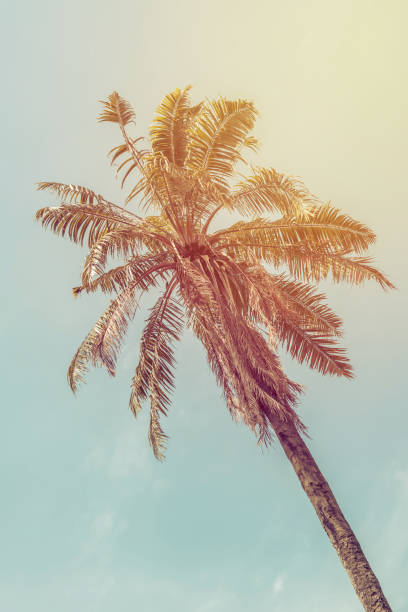 istock Coconut palm trees in tropical beach Thailand 813680786