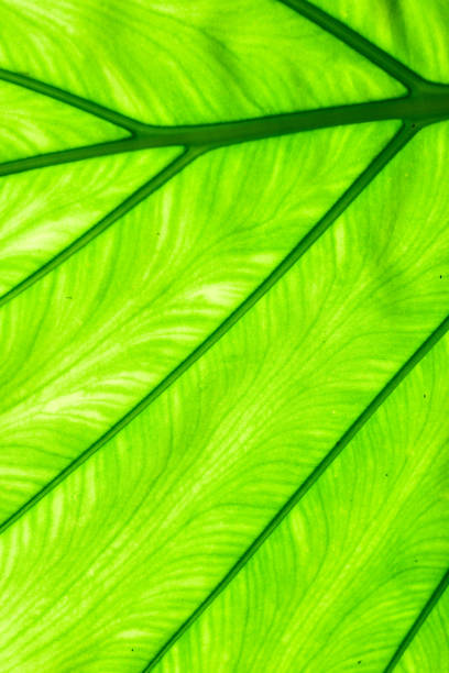 istock Closeup of green leaf 813680894