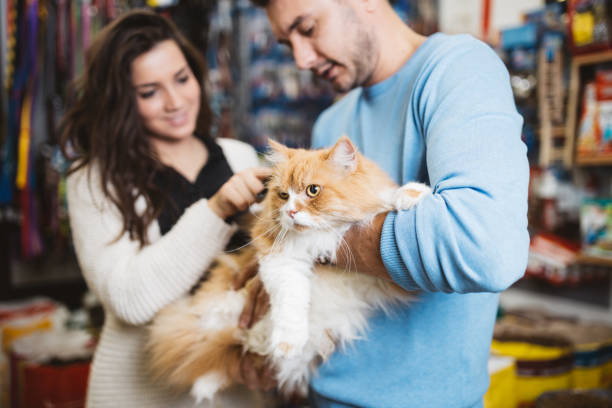 Man and woman in petshop Young man and woman taking their Persian cat to the pet shop. They buying some pet accessories and trying leashes and coat brush for grooming. pet shop photos stock pictures, royalty-free photos & images