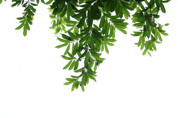 Green manorangini leaves isolated on white background.