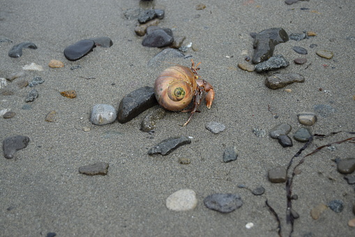 hermit crab in the shell