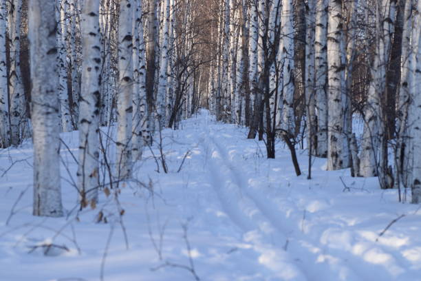 istock beautiful landscape winter summer 813692294