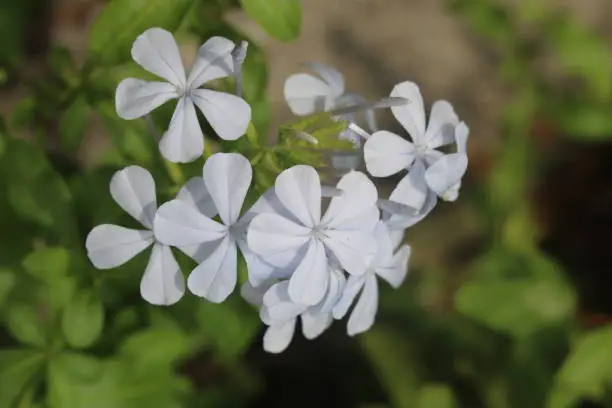 Plumbago is a genus of 10–20 species of flowering plants in the family Plumbaginaceae, native to warm temperate to tropical regions of the world. Common names include plumbago and leadwort