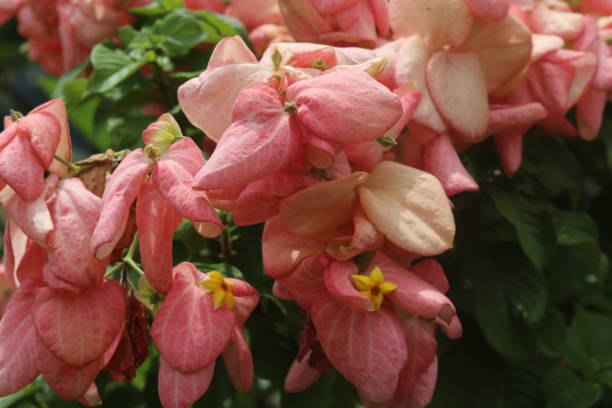 mussaenda philippica Mussaenda is a genus of flowering plants in the Rubiaceae family pink mussaenda flower stock pictures, royalty-free photos & images