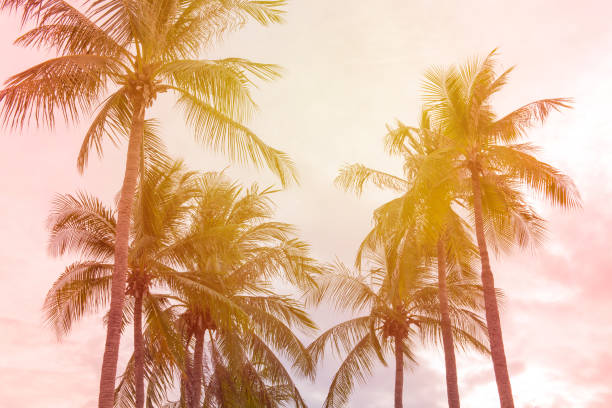 istock Coconut palm trees in tropical beach Thailand 813697604