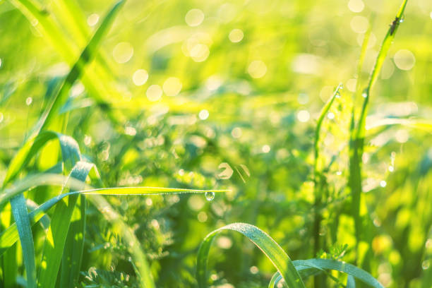 istock Green grass and drops of morning dew 813698640