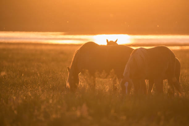 istock Wild horses grazing on summer meadow at sunset 813702964