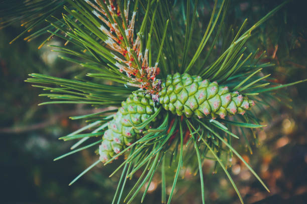 foto, das eine helle immergrüne kiefer drei mit einem neuen kleinen grünen kegel. - growth new evergreen tree pine tree stock-fotos und bilder