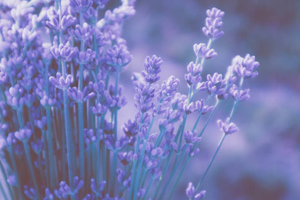 istock Beautiful violet wild Lavender backdrop meadow close up. 813703422