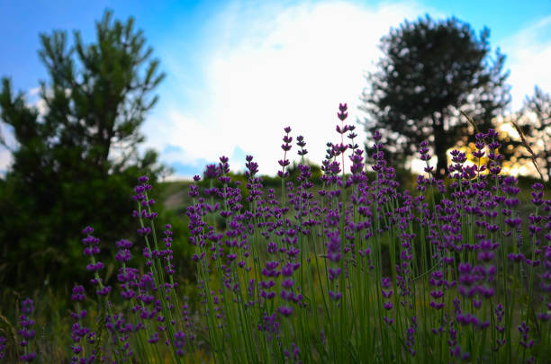 istock Beautiful violet wild Lavender backdrop meadow close up. 813703436