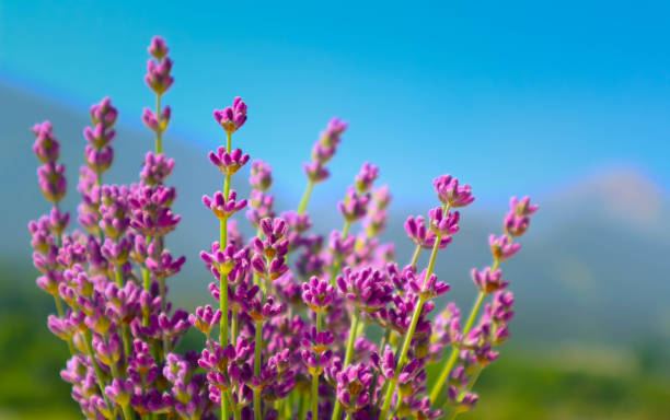 istock Beautiful violet wild Lavender backdrop meadow close up. 813703696