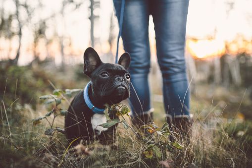 Adorable French bulldog puppy nature outdoors. Dog sitting in deep forest grass.