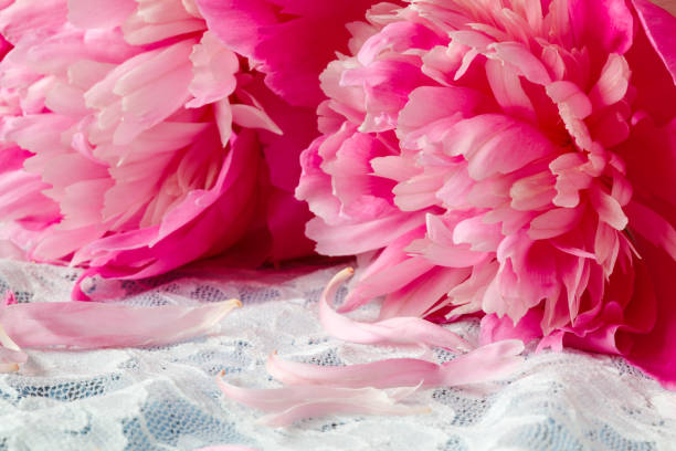 istock Pink Peonies Close Up 813708742
