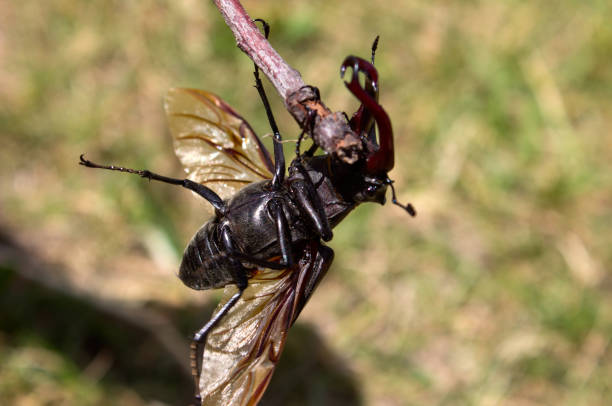 istock A deer beetle tries to fly off a branch 813713590