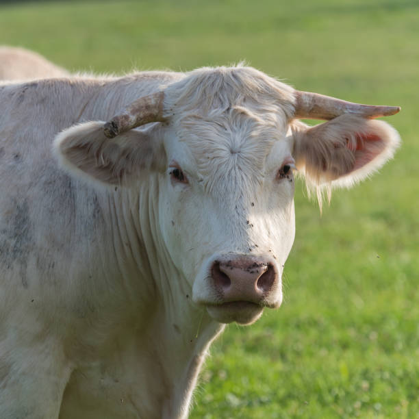 istock Charolais cow, white cow 813713758