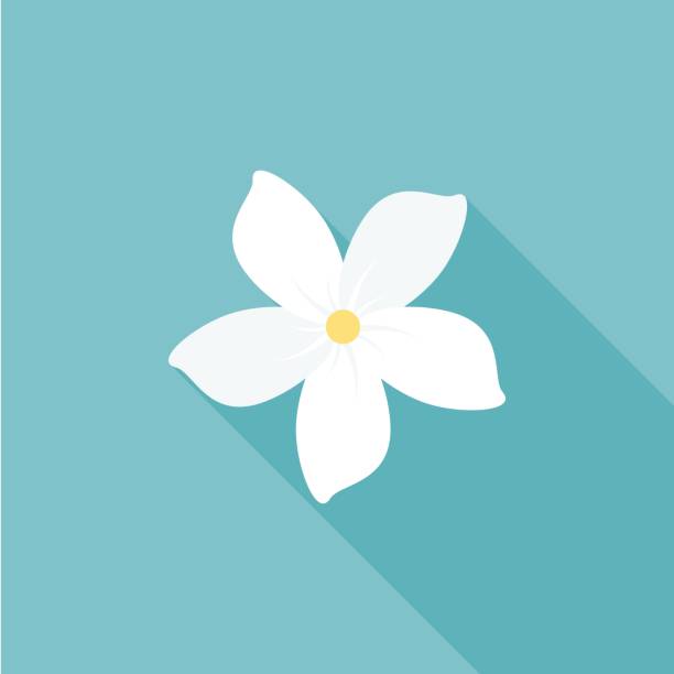 jasmine flower icon with long shadow jasmine flower icon with long shadow, flat design jasmine stock illustrations