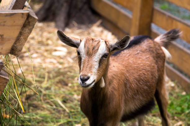 istock Small cute goat in a contact petting zoo 813720260