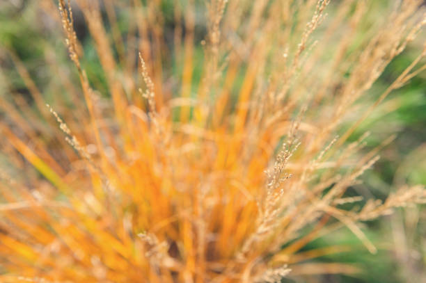 Autumn Or Summer Field With Dry grass
