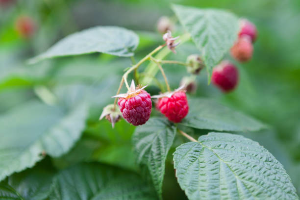 istock Lots of red ripe raspberries on a bush 813729616