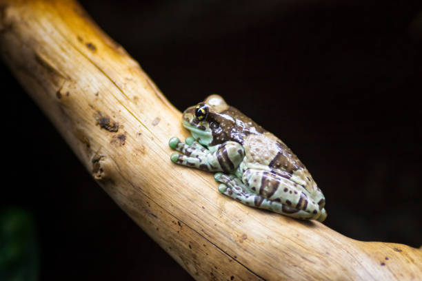 The shot in the studio from Japan frog pet