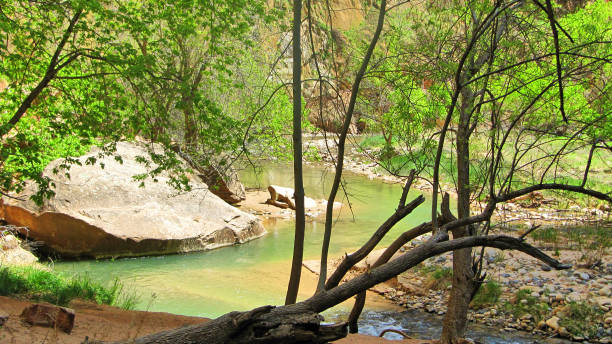 istock A Stream in Zion national Park 813732326