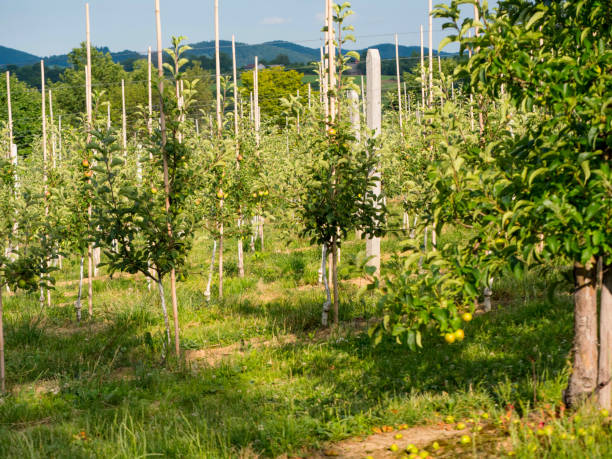 istock Apples in a young orchard in the July sunshine 813736038