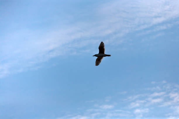 istock Flying bird in clear blue sky, nature background 813736050