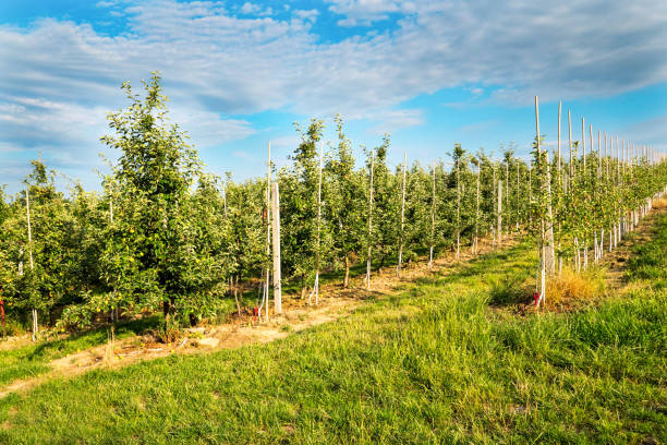 istock Apples in a young orchard in the July sunshine 813736606