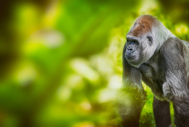 Silverback gorilla from the \