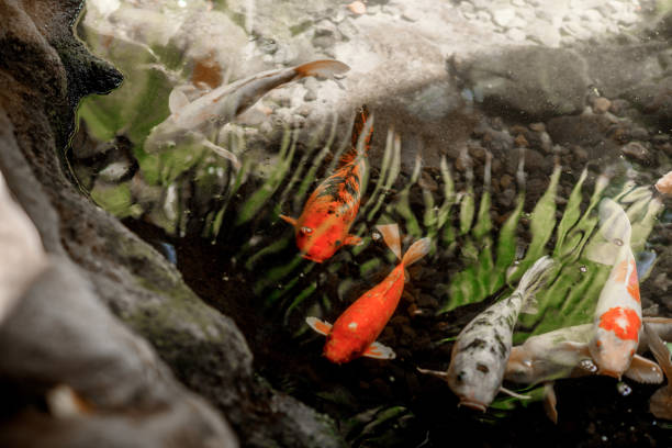 istock The fishes 813739524