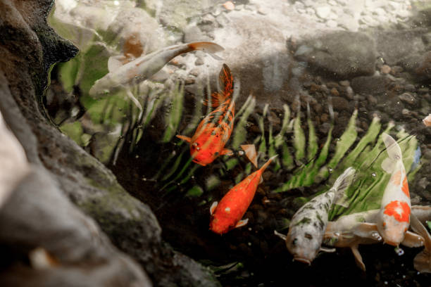istock The fishes 813739556