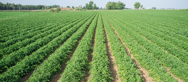 Young tomatoes plantation furrows at Vegas Bajas del Guadiana, Spain