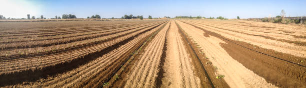istock Young tomato plants growing with irrigation system in action 813743128