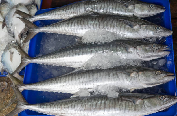 istock fresh King mackerel (Scomberomorus commerson) at Thailand market 813743276