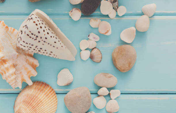 istock Seashells on blue wood, sea vacation background 813749434