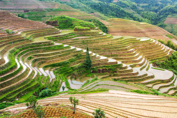 istock Terraced rice field in Longji, Guilin area, China 813753918