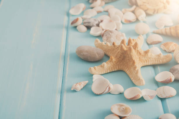 istock Seashells on blue wood, sea vacation background 813754056