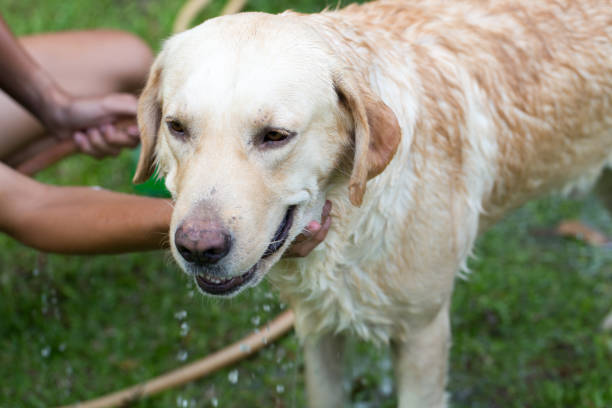 istock Bathing dog/Shower dog. 813755762