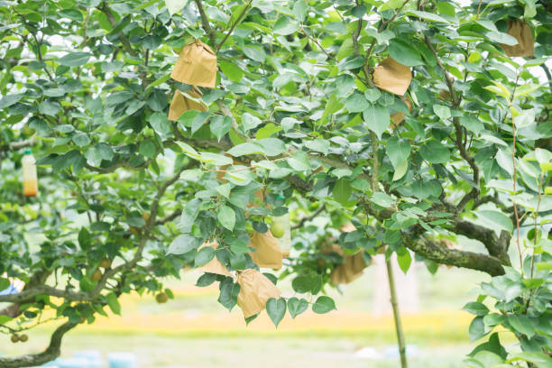 istock pears grow in the tree with paper wrapped 813755908