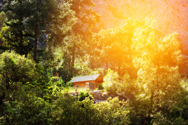 Wooden house in a forest, active vacations concept