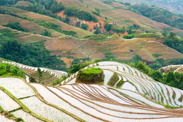istock Terraced rice field in Longji, Guilin area, China 813765744