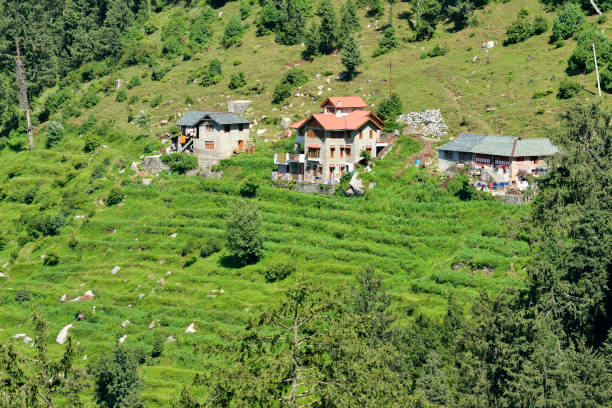Residential area in Himachal Valley Residential area in himachal valley near dalhousie cedrus deodara stock pictures, royalty-free photos & images