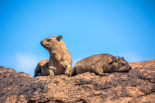 Rock Hyraxes or dassies