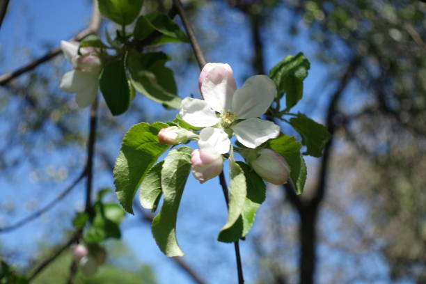 istock Cyme with buds and flower of apple tree 813769964