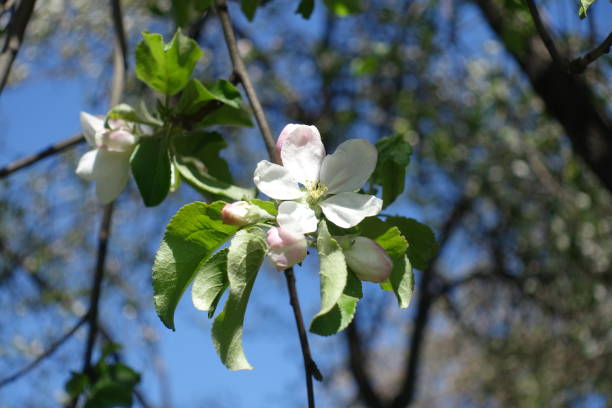 White with a pink tinge five petaled apple flower