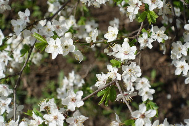 Close up of white five petaled plum flowers