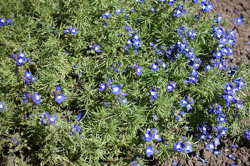 Little bright blue flowers of Armenian speedwell