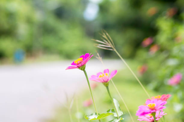 Zinnia pink bloom at the roadside on blurred background