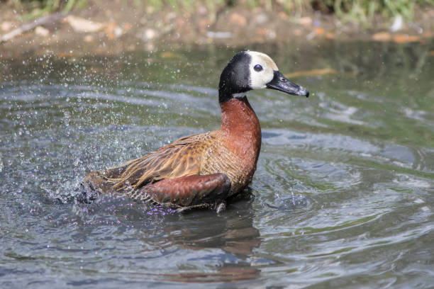 istock Whistling duck splashing on water 813785382