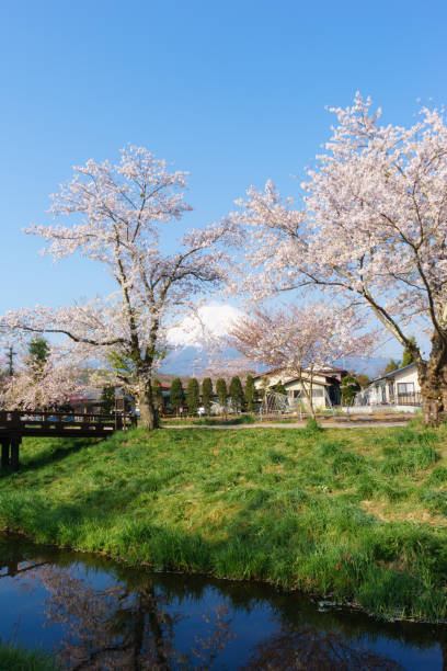 istock Mt. Fuji and Cherry blossoms 813785612